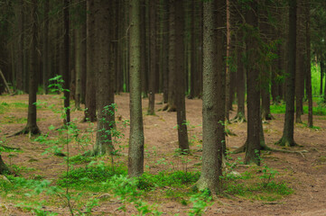 Tall trees in a pine forest