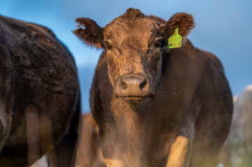 Cows eating grass.