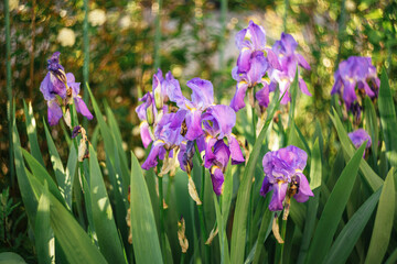 Obraz na płótnie Canvas Beautiful purple Iris flowers in a garden.