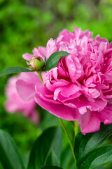 Obraz premium close up of pink flower