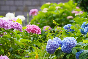 Obraz premium 日本の梅雨の風物詩 アジサイの花びらから雨の滴がしたたる