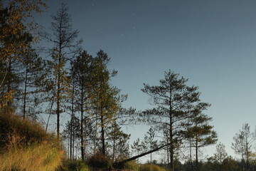 Reflection of the forest on the lake. Reflection of nature on the water surface.