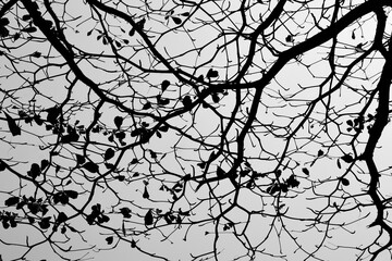 Fototapeta na wymiar Plant's textures on black and white background