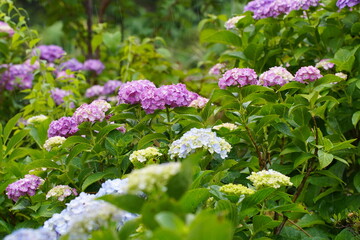 日本の梅雨の風物詩　アジサイの花びらから雨の滴がしたたる