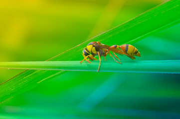 Naklejka premium bee on a yellow leaf