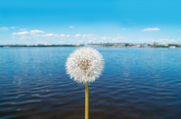 dandelion on a blurred background of water in the lake