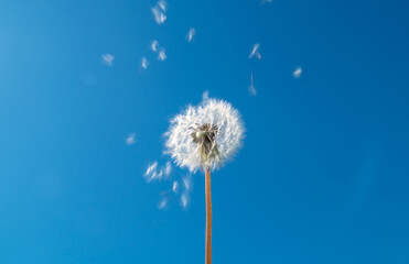 Flying dandelion against the sky