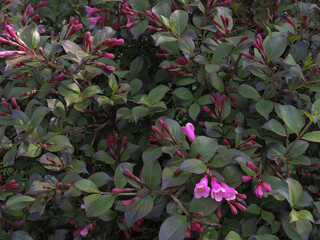 Spring forest white primroses flowers on a beautiful blue macro background. Flower background of nature, free space for text. Romantic soft gentle artistic image.