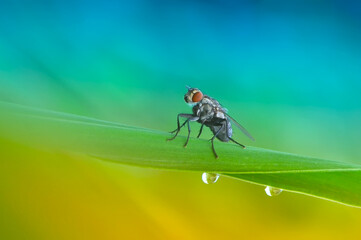 flies, macro