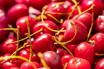 Fresh organic red cherries with stems, fruit