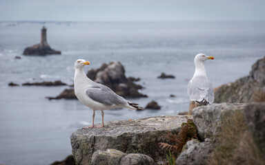 Goéland à la pointe du raz