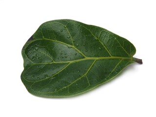Beautiful fiddle leaf isolate on white background.Ficus Lyrata. Big green leaves growing from fig tree. Air-filtering Houseplant. Plants in modern interior room