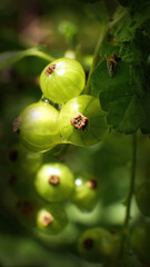 Close up of unripe currants on the bush.
