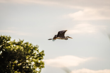 Gray Heron in flight over the swamp 