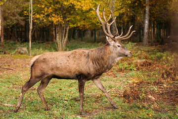 Naklejka na ściany i meble Europe . Male European Red Deer Or Cervus Elaphus In Autumn Forest