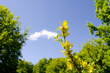 Forest flowers. With blurry background. Focus on forest flowers.