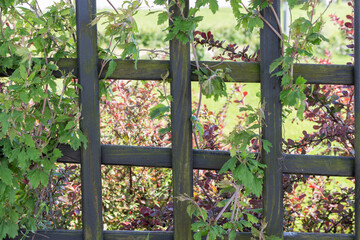 Fototapeta na wymiar Old wooden trellised fence twined with plants