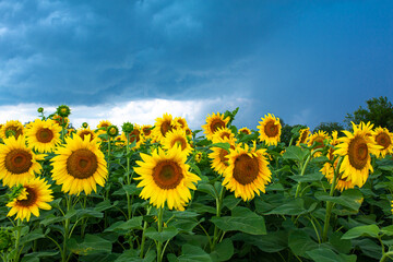 Obraz premium A field of sunflowers before the rain. Black rain clouds over a field of sunflowers