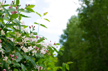 Forest flowers. With blurry background. Focus on forest flowers.