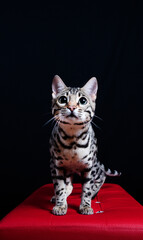 cat show on background full of color