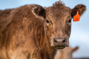 Cows eating grass.