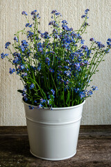 Flower in a vase. Blue flowers. Forget-me-not flowers. Forget-me-not flowers on a light background. Bouquet of flowers. Forget-me-not. Vintage floral forget-me-not background.