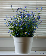 Flowers in a vase. Blue flowers. Forget-me-not flowers. Forget-me-not flowers on the window. Bouquet of flowers. Forget-me-not. Vintage floral forget-me-not background.