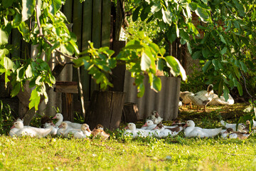 A duck leads its ducklings across the road. Mother duck with little ducklings.