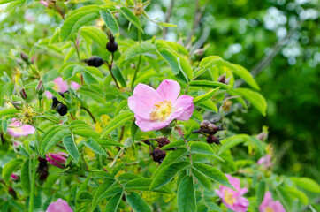 Forest flowers. With blurry background. Focus on forest flowers.