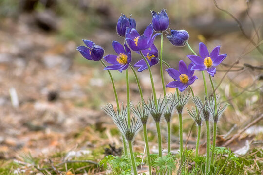 blue flowers in the garden