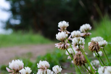 Forest flowers. With blurry background. Focus on forest flowers.