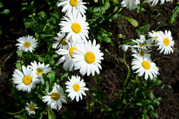 Obraz premium Forest flowers. With blurry background. Focus on forest flowers.