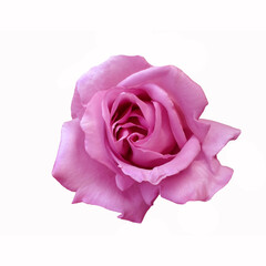 Purple rose on white background