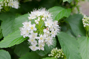 Forest flowers. With blurry background. Focus on forest flowers.