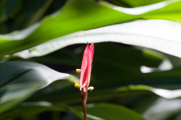 Obraz premium Red flower and green leaves