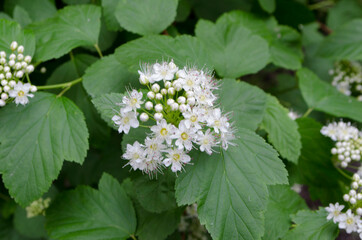 Forest flowers. With blurry background. Focus on forest flowers.