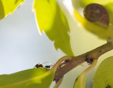 Common Garden Ant Interacting With Black Aphid