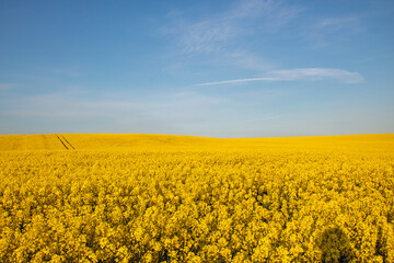 Obraz premium Field of yellow flowers