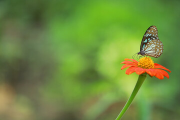 Close-up Of Butterfly Pollinating on a  flower in garden, blurred green background, extreme close up with backlight.

