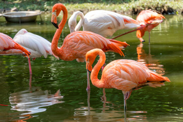Fototapeta na wymiar Beautiful pink flamingos stands in the water. Two birds stand side by side on the same paw. Reflection of a bird in the water in a nature park. Sunny day, green trees near the water.