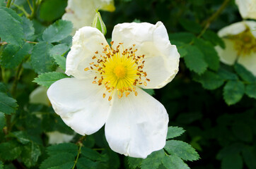 Forest flowers. With blurry background. Focus on forest flowers.