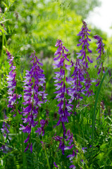Forest flowers. With blurry background. Focus on forest flowers.