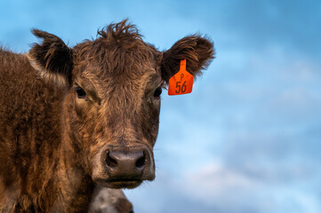 cows grazing on pasture.