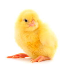 Little chicken isolated.