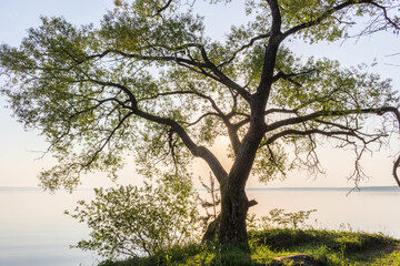 Lonely tree by the lake in the morning light