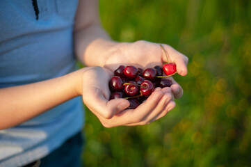 Cherry in hand in the sunset light