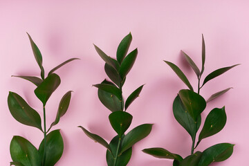 Fototapeta na wymiar Three green plant branches on pink background. Beauty, card concept. Close-up, copy space