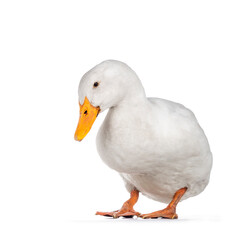 Healthy white adult Peking duck, standing facing front. Looking towards camera, isolated on white background.
