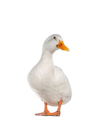 Healthy white adult Peking duck, standing facing front. Looking towards camera, isolated on white background.