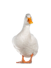 Healthy white adult Peking duck, standing facing front. Looking towards camera, isolated on white background.